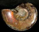 Flashy Red Iridescent Ammonite - Wide #10360-1